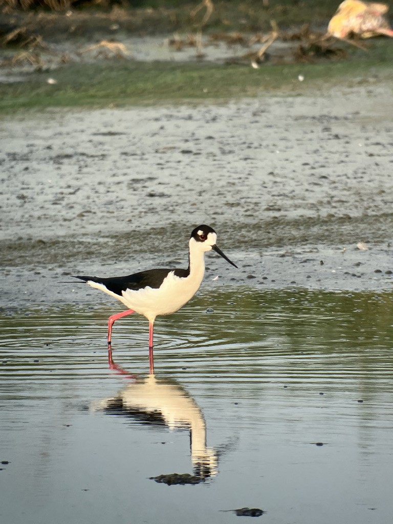 Black-necked Stilt - ML552916851