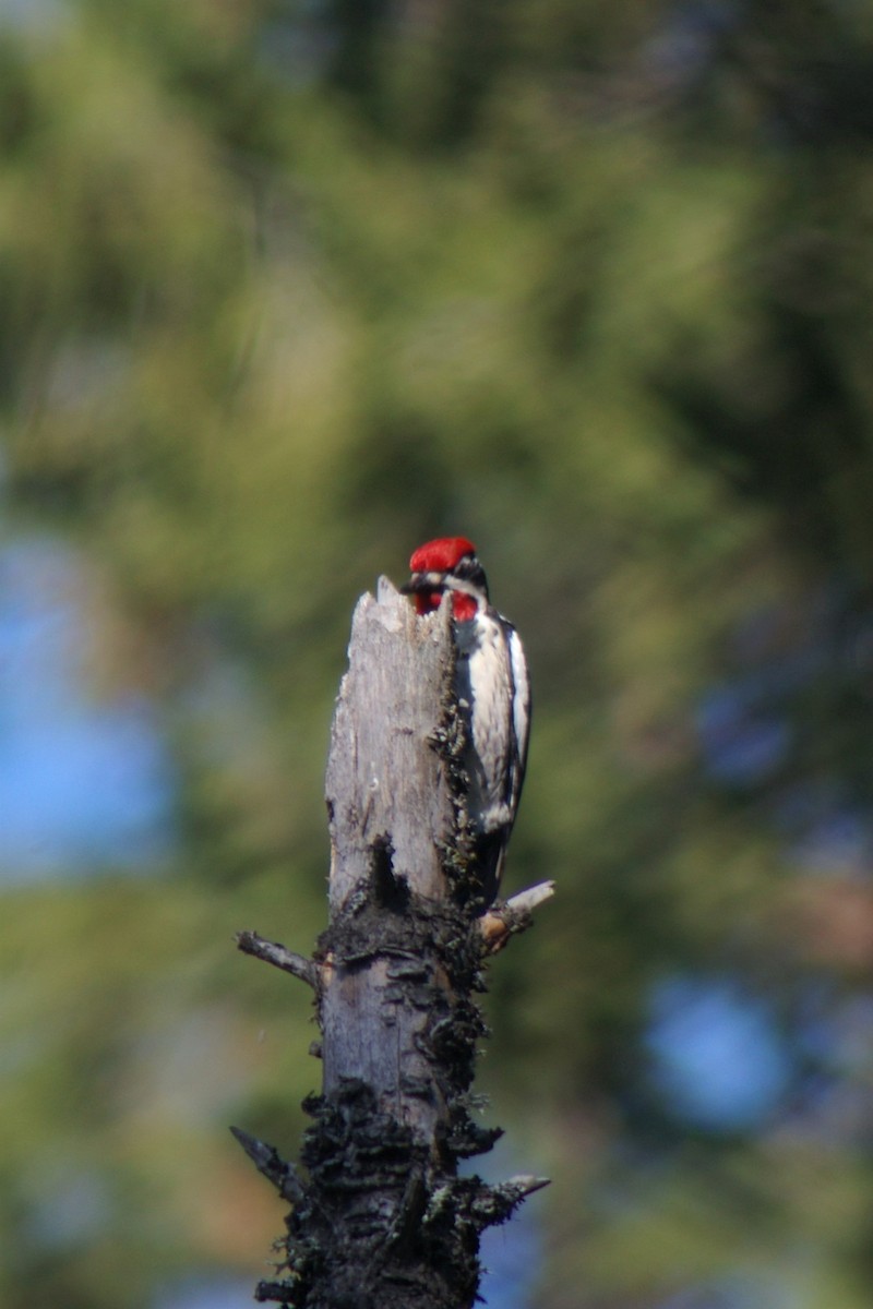 Red-naped Sapsucker - ML55291691