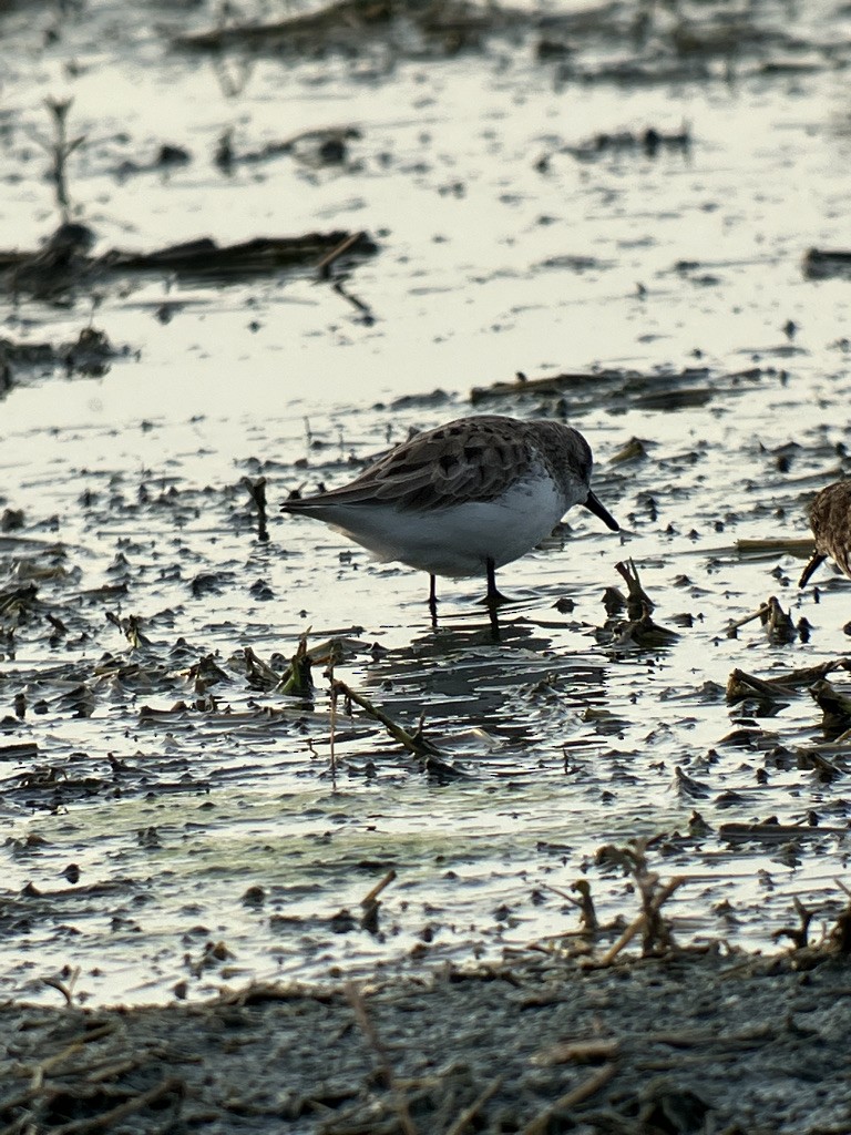 Байрдийн элсэг - ML552916941