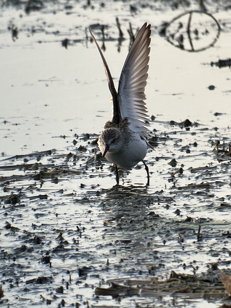 Байрдийн элсэг - ML552916961