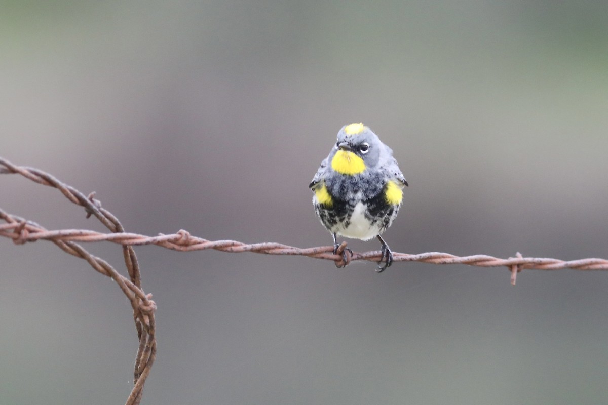 Yellow-rumped Warbler (Audubon's) - ML552916991