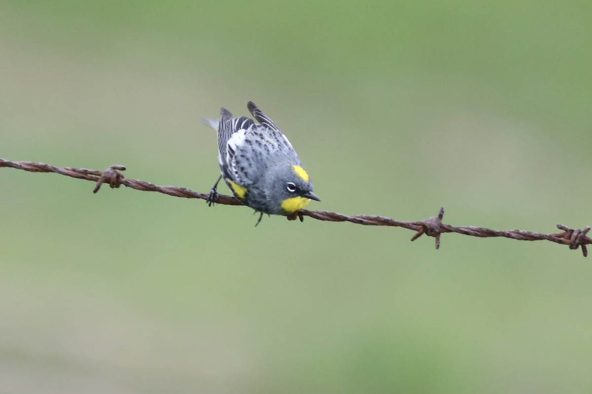 Yellow-rumped Warbler (Audubon's) - ML552917001