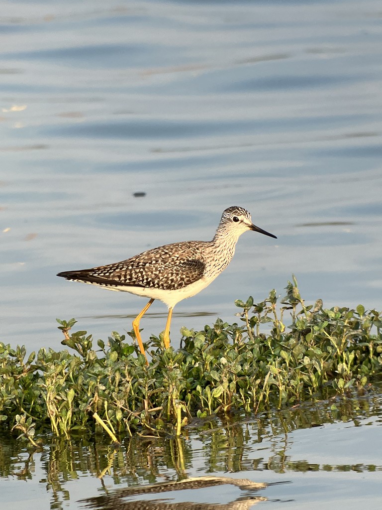 Lesser Yellowlegs - ML552917041