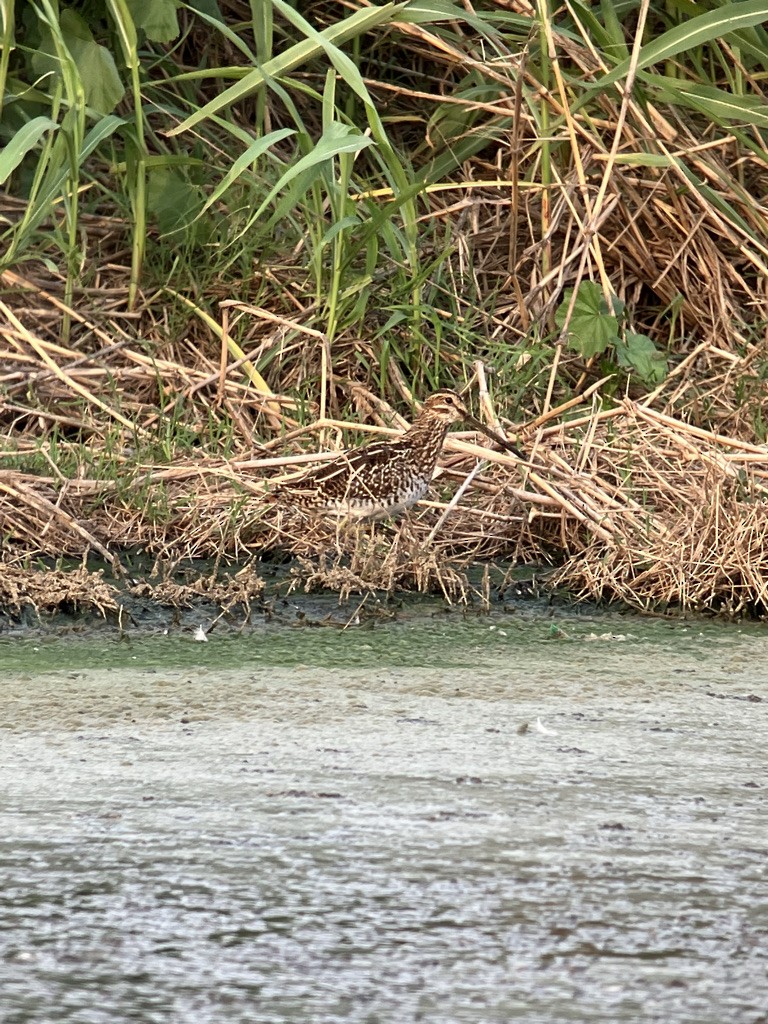 Wilson's Snipe - ML552917121