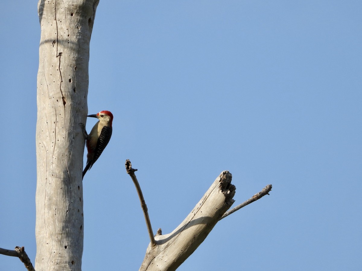 Golden-fronted Woodpecker - ML552917131