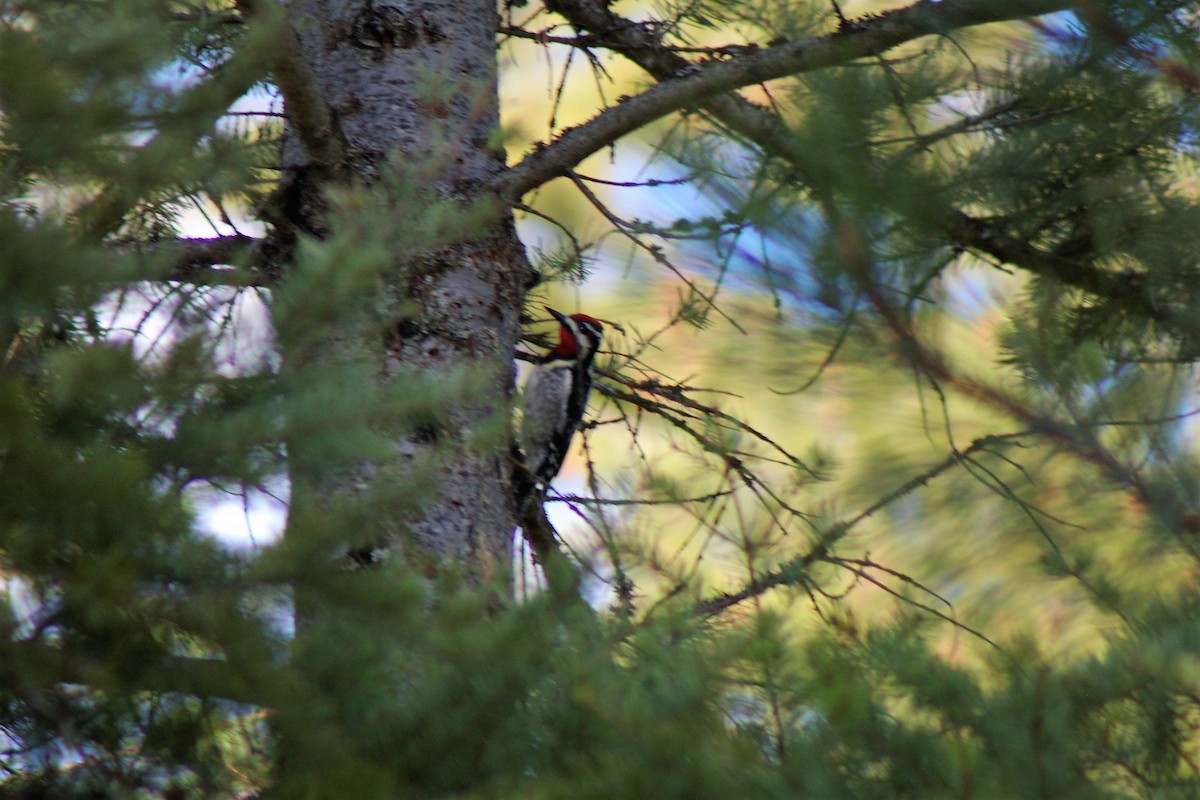 Red-naped Sapsucker - ML55291721