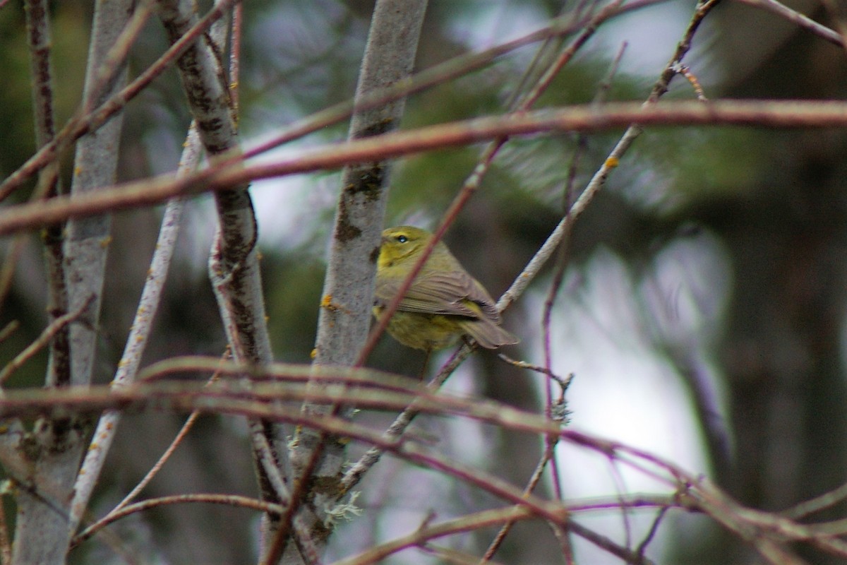 Orange-crowned Warbler - ML55291731