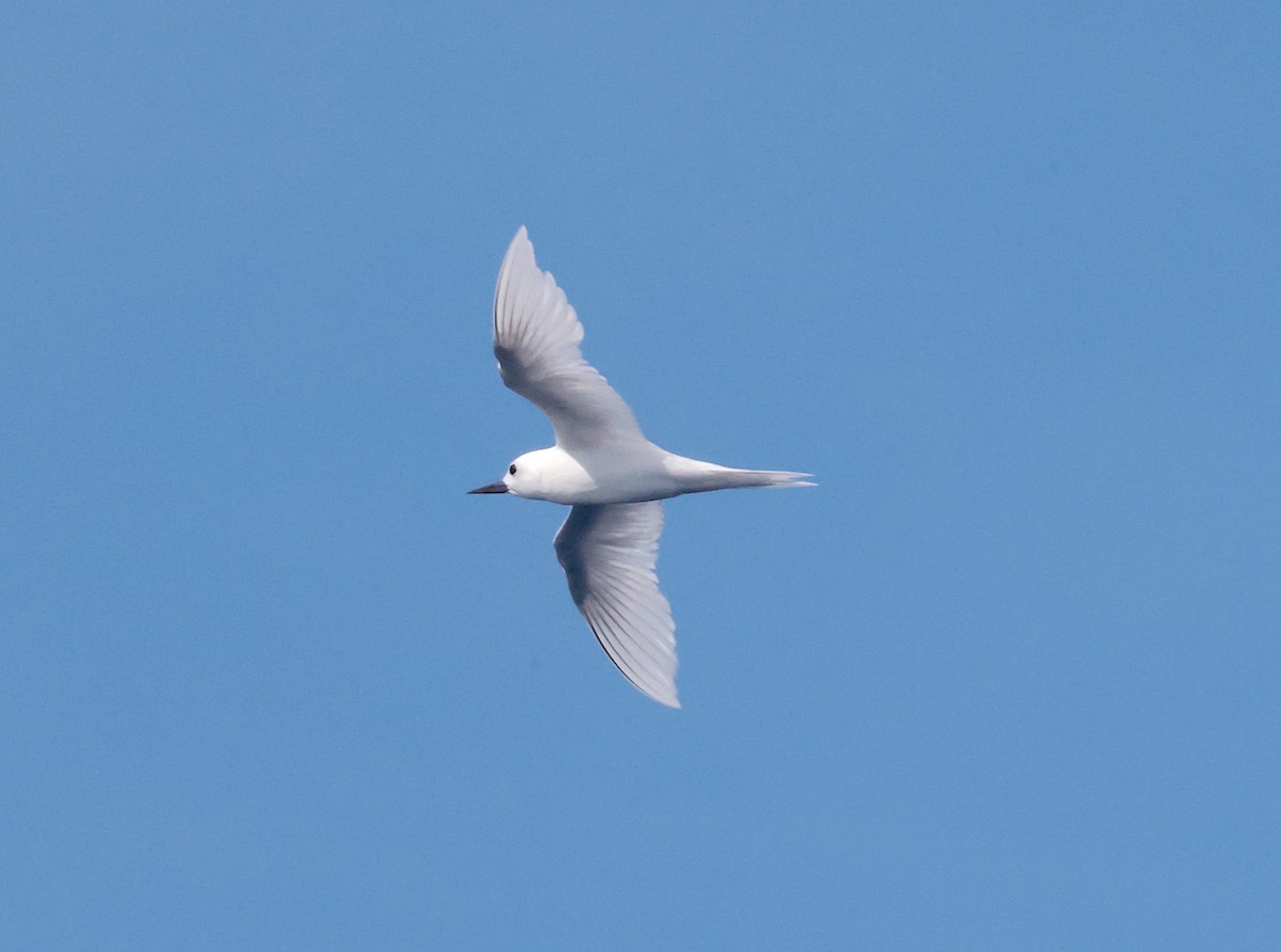White Tern - ML552917471