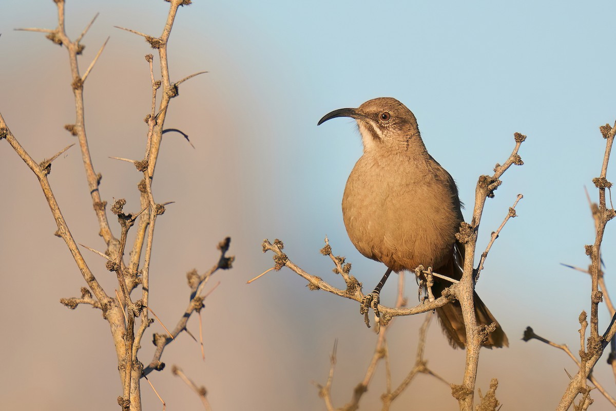 Crissal Thrasher - ML552918551