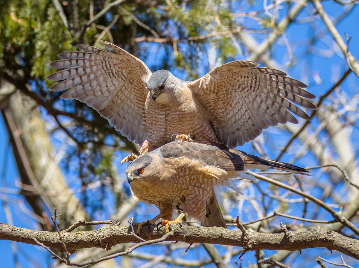 Cooper's Hawk - ML552920381