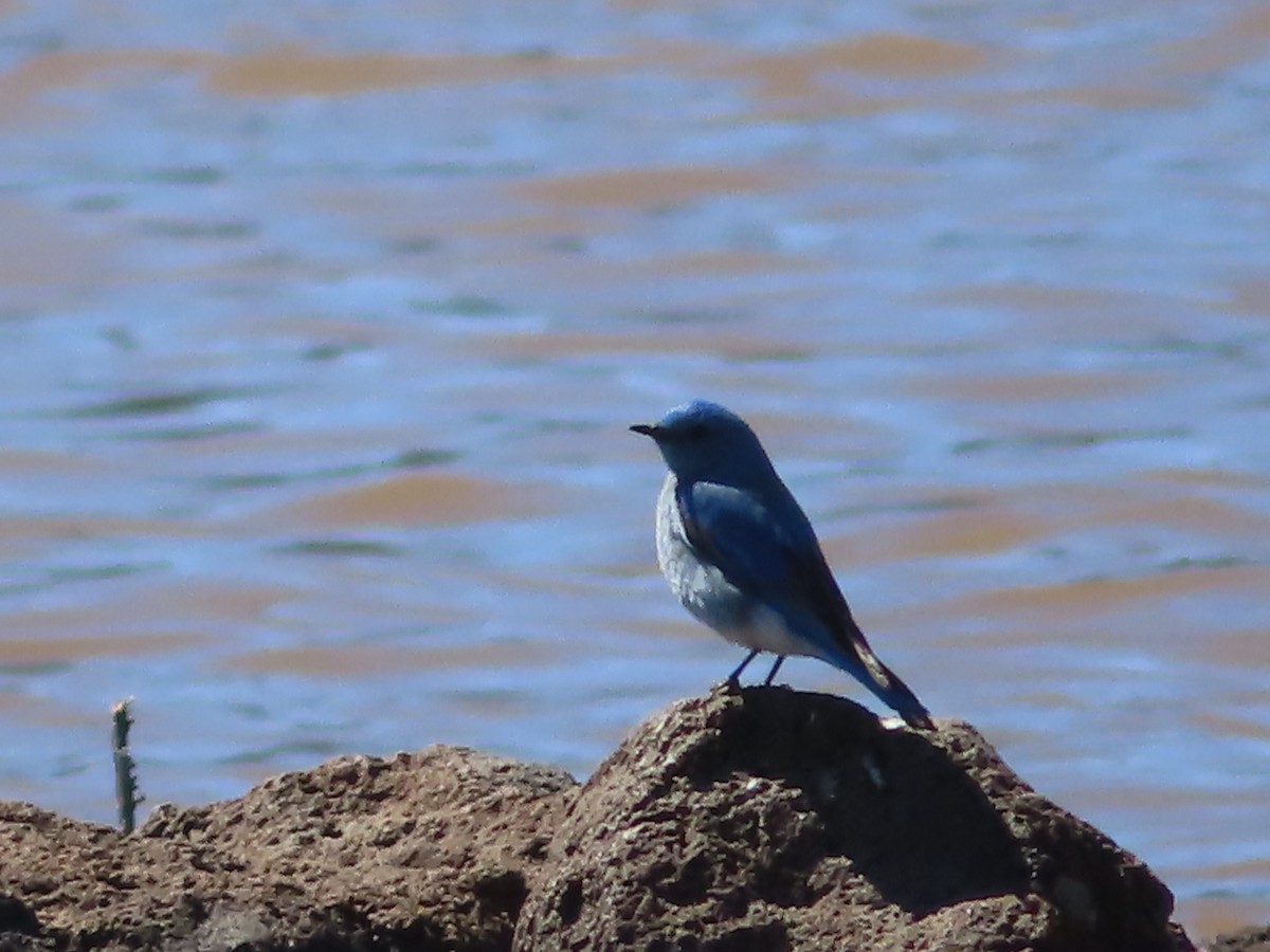 Mountain Bluebird - ML552920531