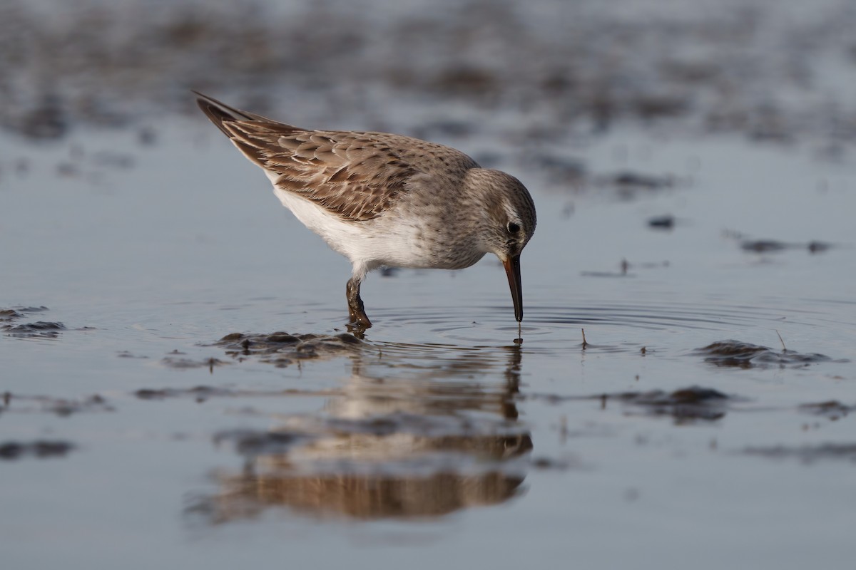 White-rumped Sandpiper - Austin Groff