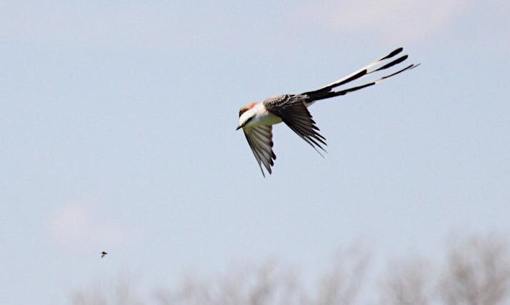 Scissor-tailed Flycatcher - ML55292311