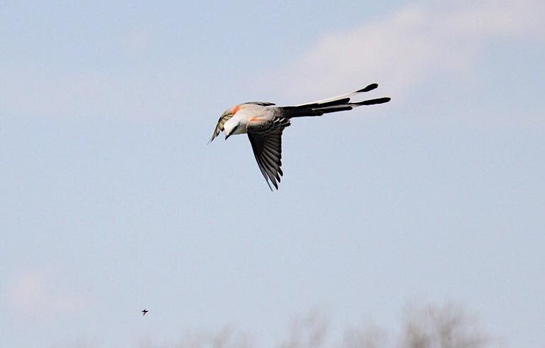 Scissor-tailed Flycatcher - ML55292321