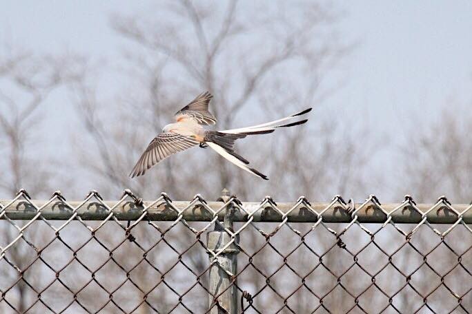 Scissor-tailed Flycatcher - ML55292331