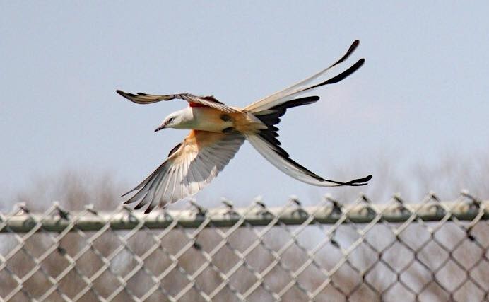 Scissor-tailed Flycatcher - ML55292341