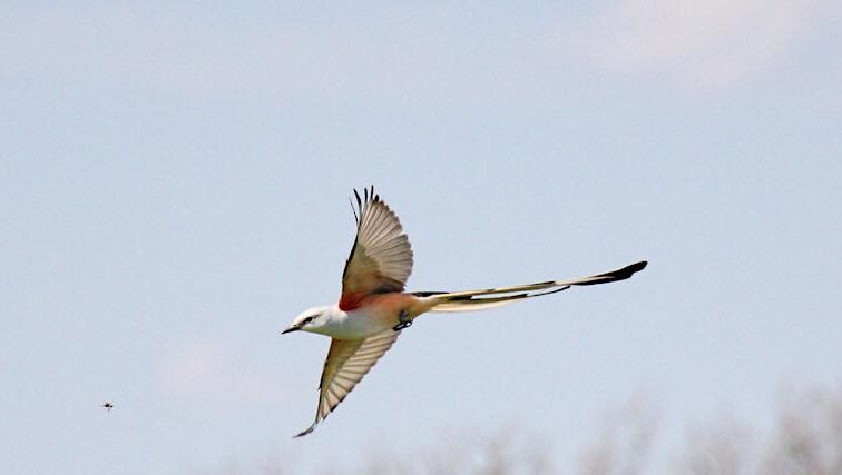 Scissor-tailed Flycatcher - ML55292351