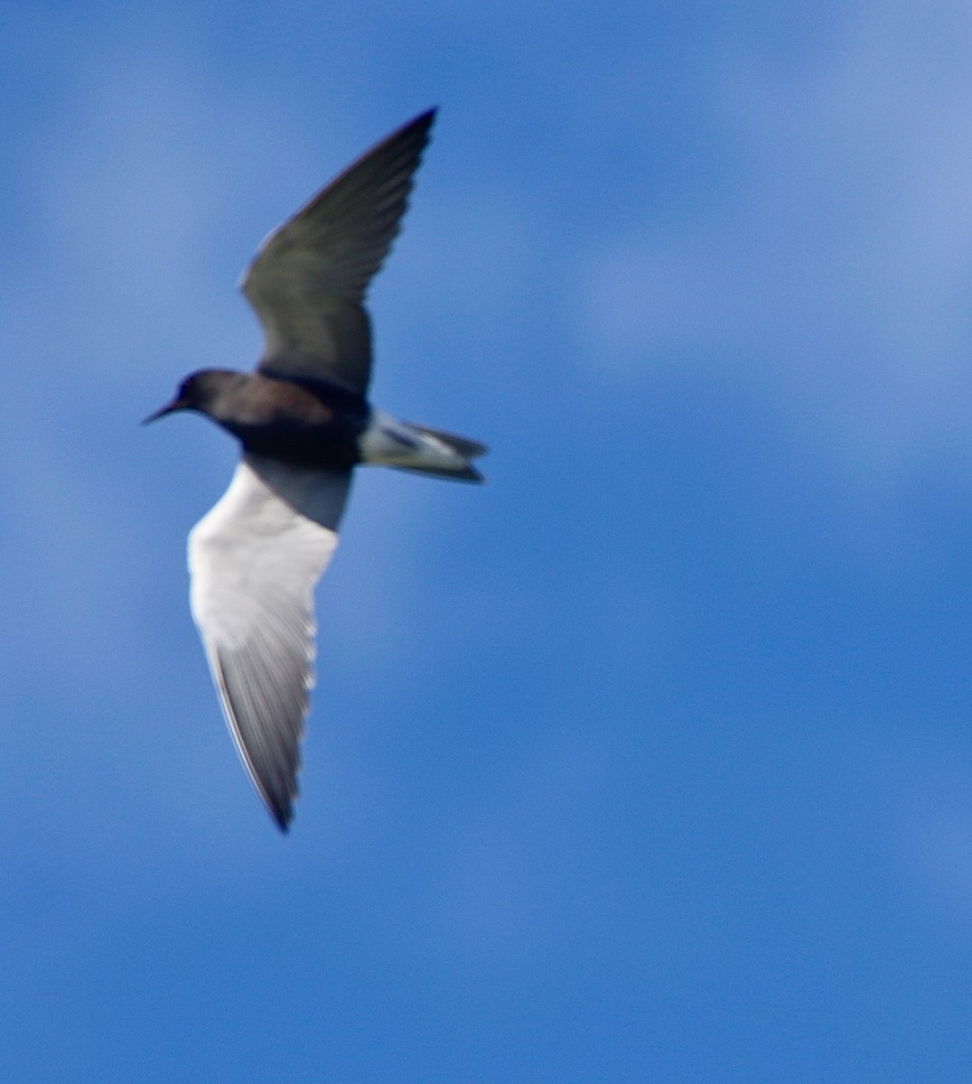 Black Tern - ML552923691