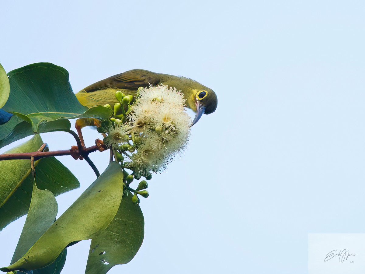 spiderhunter sp. - ML552924071