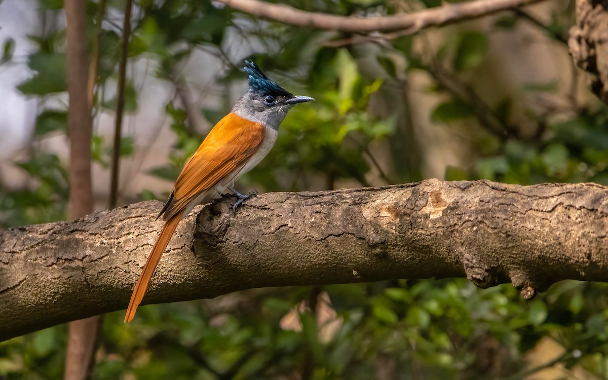 Indian Paradise-Flycatcher - ML552924321