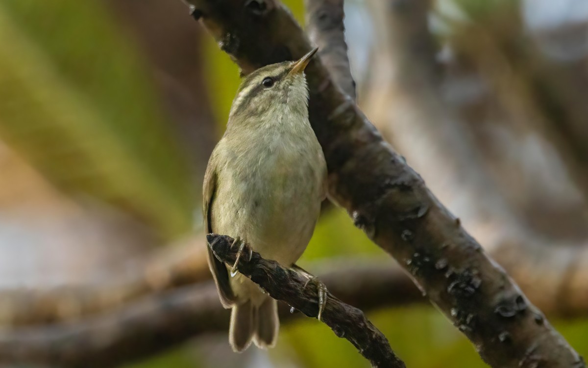 Tytler's Leaf Warbler - ML552924361