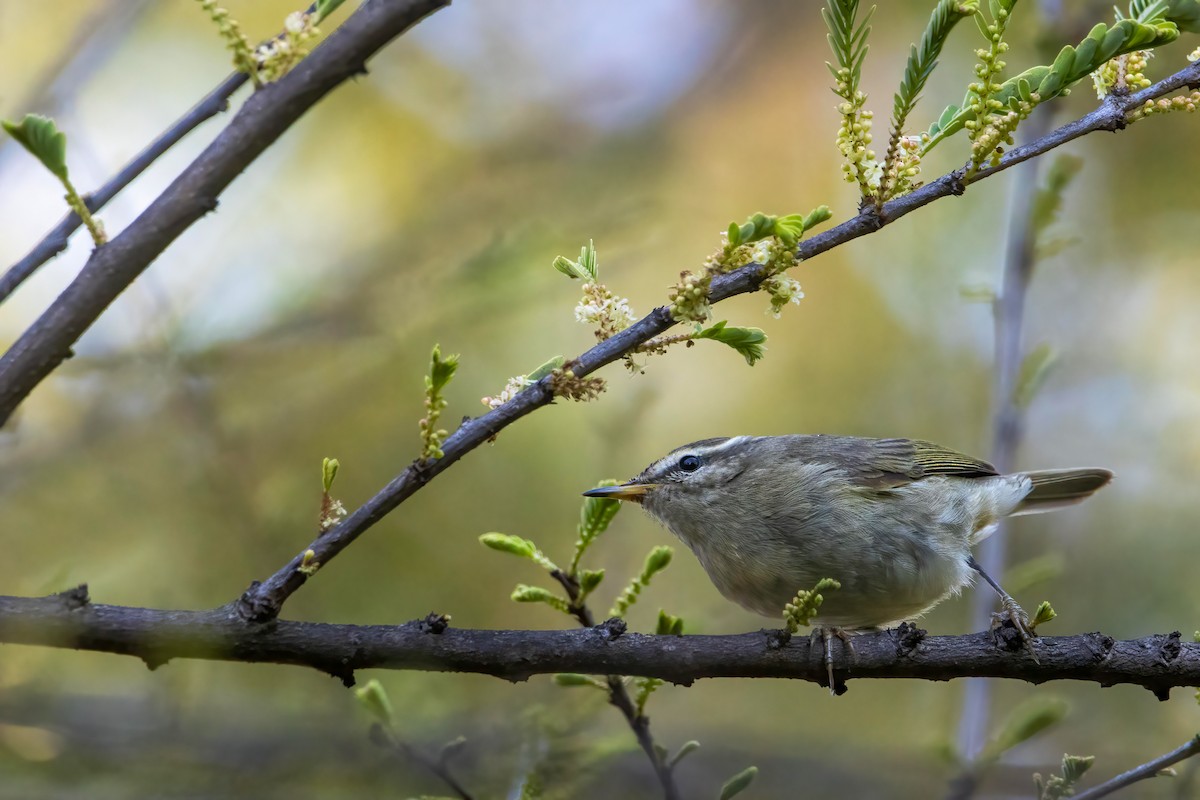 Tytler's Leaf Warbler - ML552924371