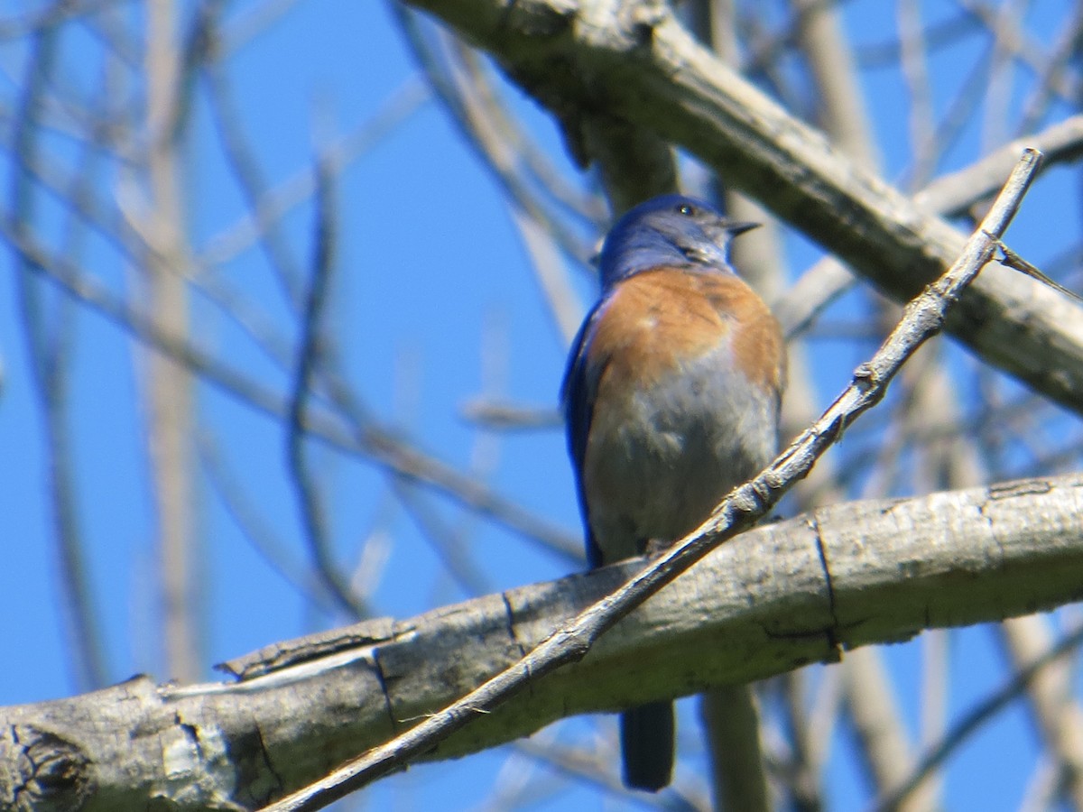 Western Bluebird - ML552924651