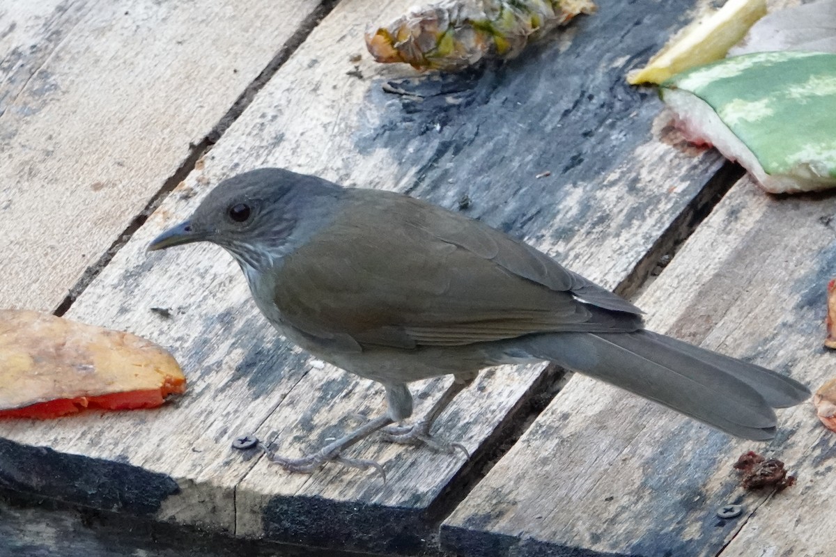 Pale-breasted Thrush - ML552925021