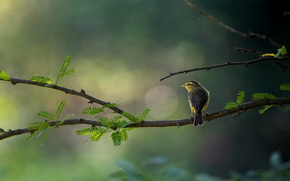 Tickell's Leaf Warbler - ML552925501