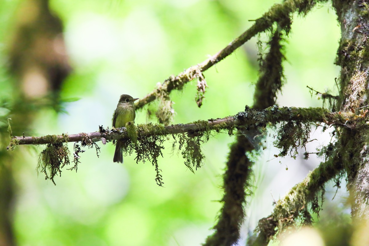 Western Flycatcher (Pacific-slope) - ML552925661