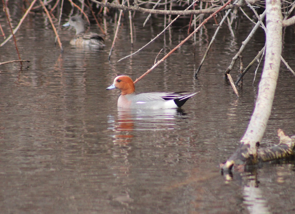 Eurasian Wigeon - ML552929041