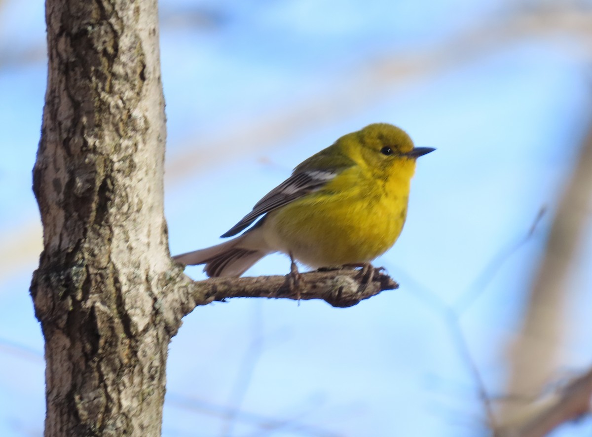 Pine Warbler - ML552929771