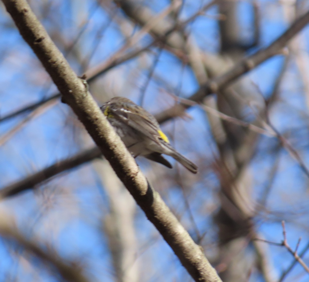 Yellow-rumped Warbler - ML552929821