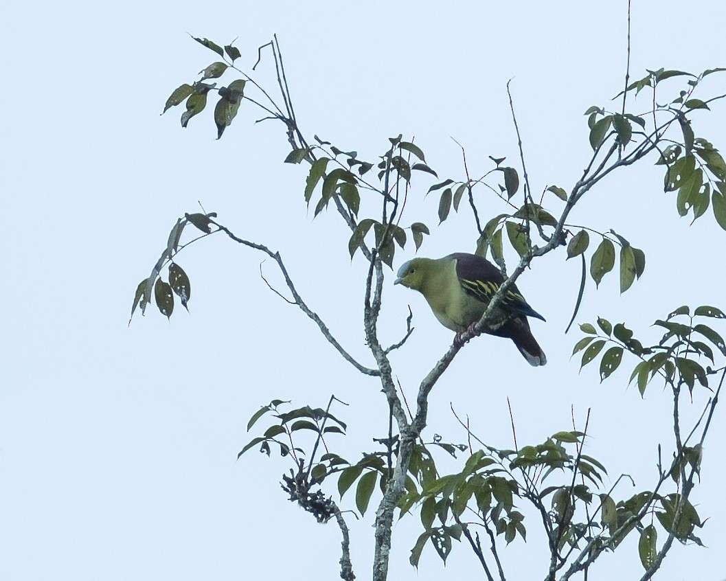 Ashy-headed Green-Pigeon - ML552930951