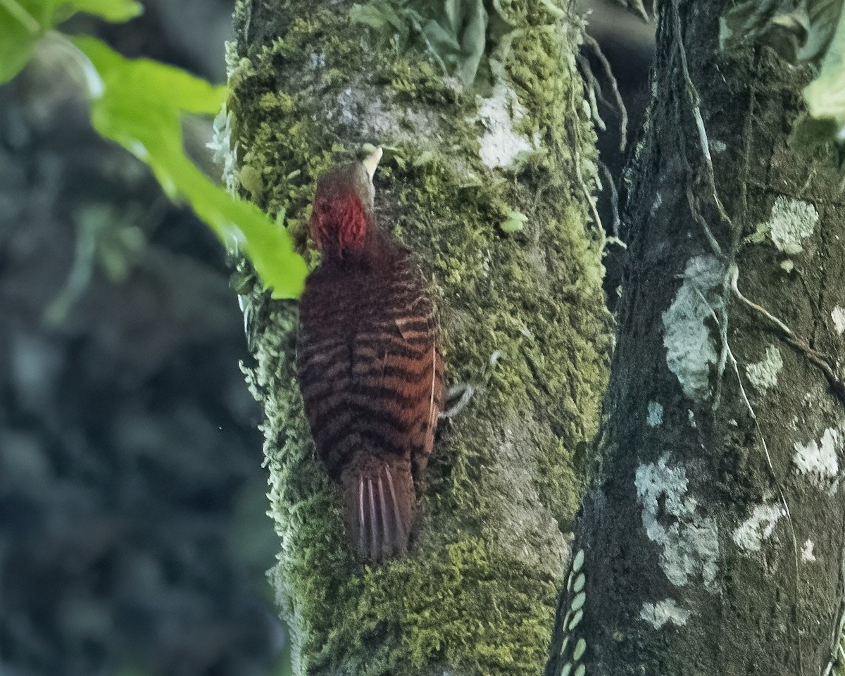 Pic à oreillons rouges - ML552931071