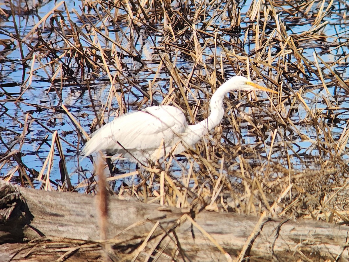 Great Egret - ML552935881