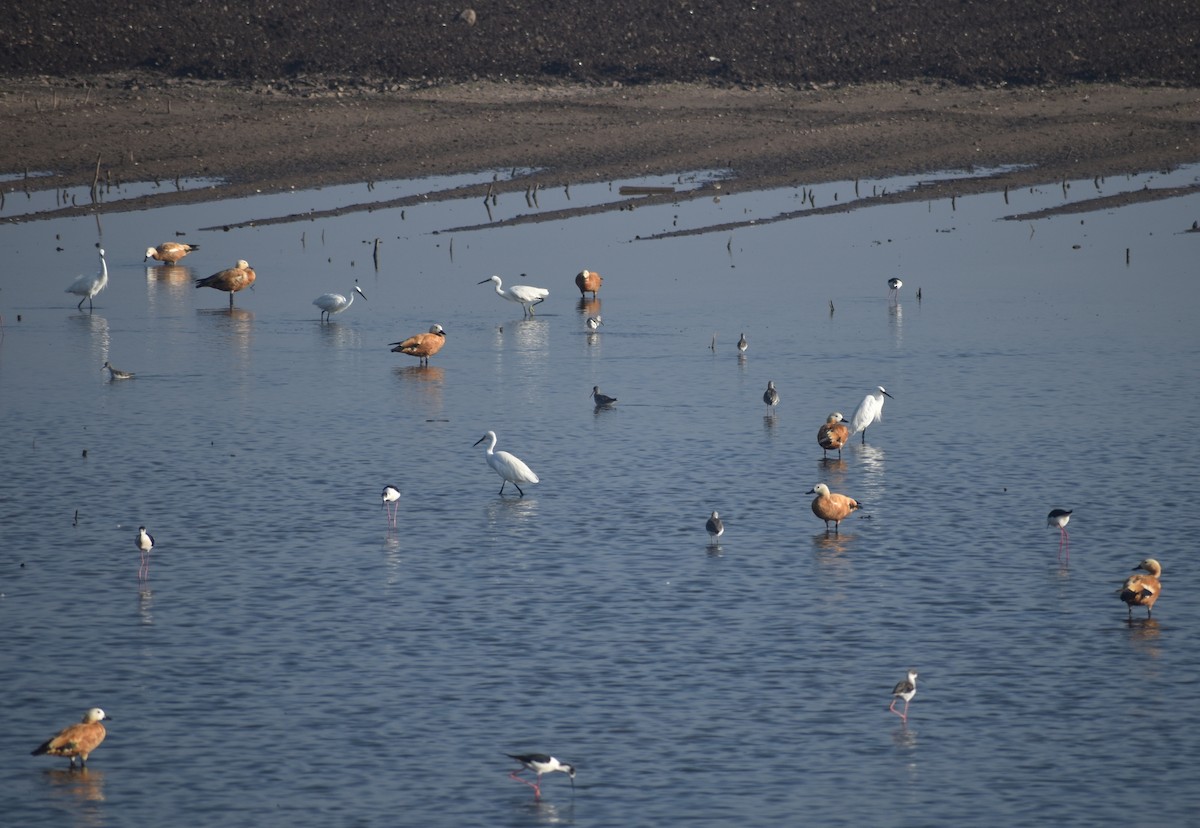 Ruddy Shelduck - ML552936101