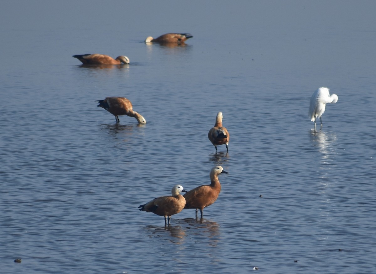 Ruddy Shelduck - ML552936111