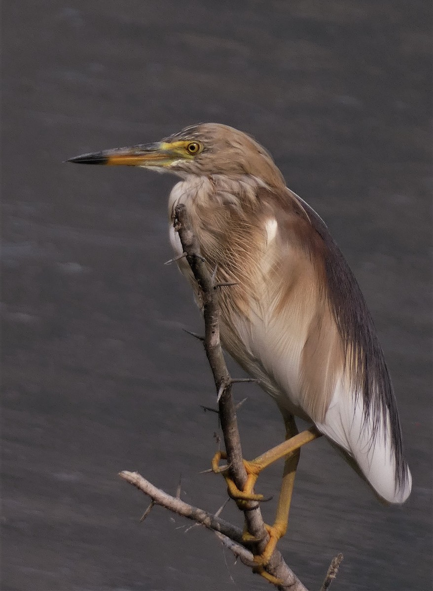 Indian Pond-Heron - ML552938431