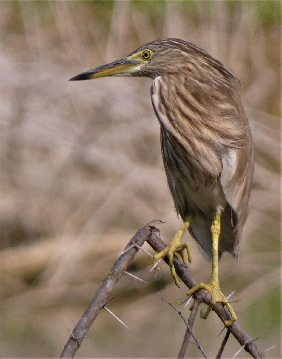 Indian Pond-Heron - ML552938441