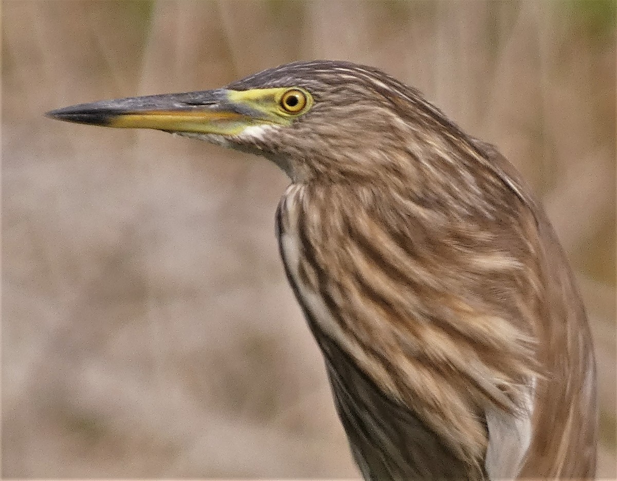 Indian Pond-Heron - ML552938451