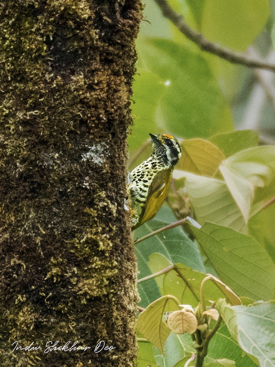 Speckled Piculet - ML552938591
