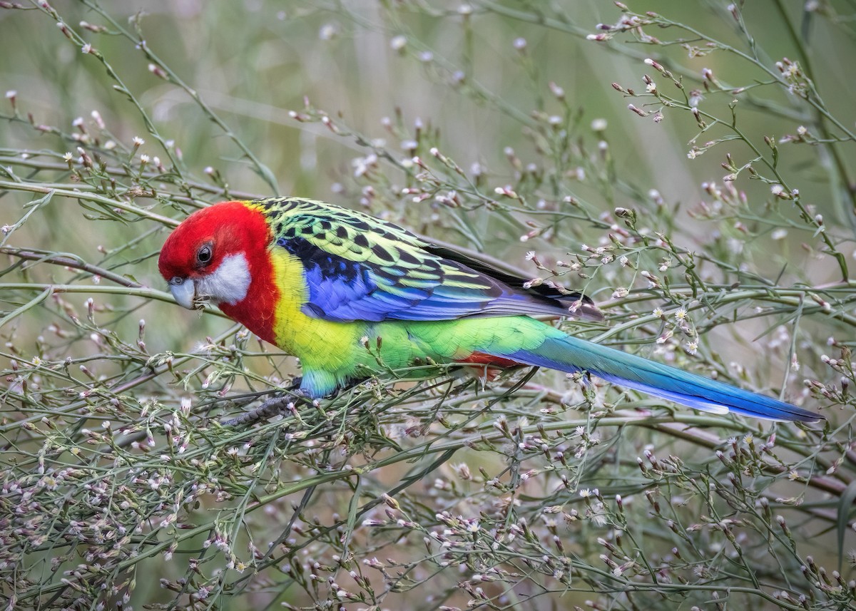 Eastern Rosella - Julie Clark