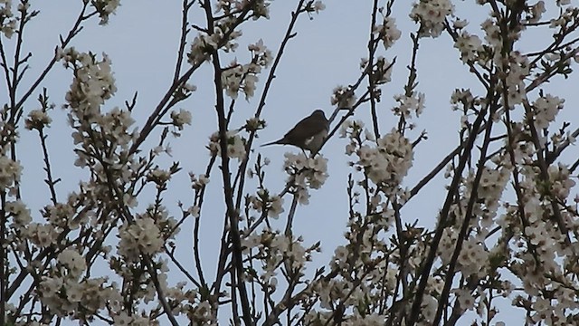 Lesser Whitethroat - ML552939981