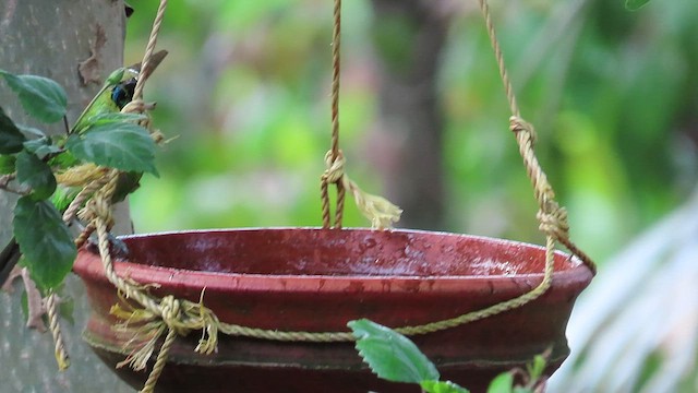 Golden-fronted Leafbird - ML552940871