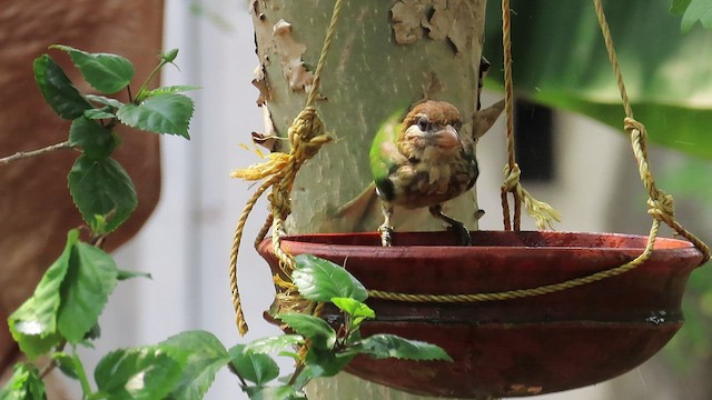 White-cheeked Barbet - ML552941181