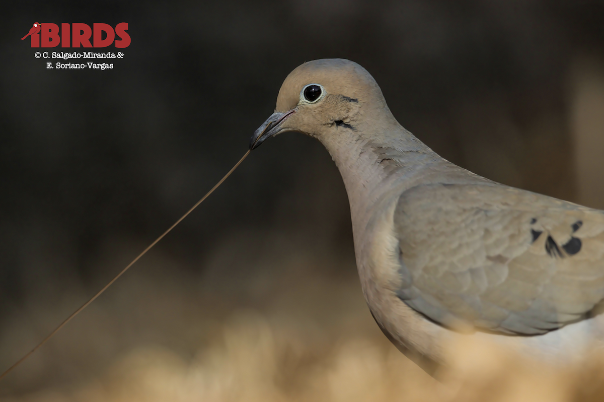 Mourning Dove - ML552941591