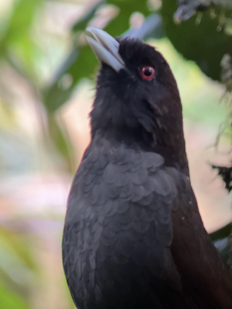 Pale-billed Antpitta - ML552941651