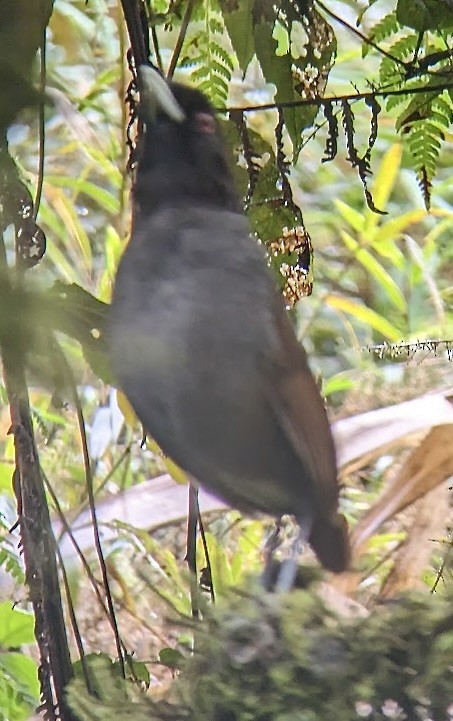 Pale-billed Antpitta - ML552941661