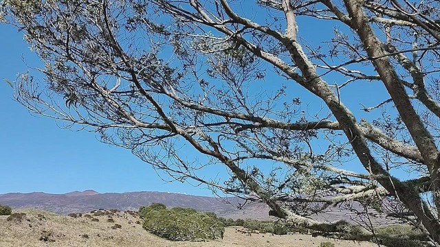 Amakihi familier (virens) - ML552942991